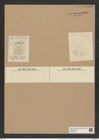 Asteromphalus roperianus (Grev.) Rattr. (de-Toni-Nr.: Genus 236, Species 5686) Zeichnungen Sammlung Grunow Nr. 9680 (NHMW-BOT-W0379618)